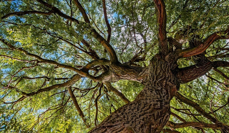 St. Louis Park Residents to Benefit from Complimentary City Tree Trimming, Private Pruning with Approved Contractors