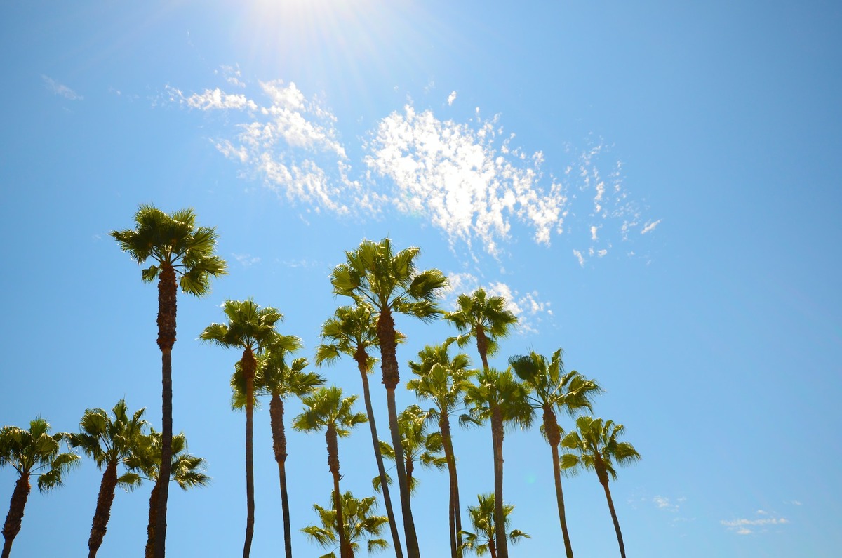 Two Palm Trees, Los Angeles And Snowy Mount Baldy As Seen From The