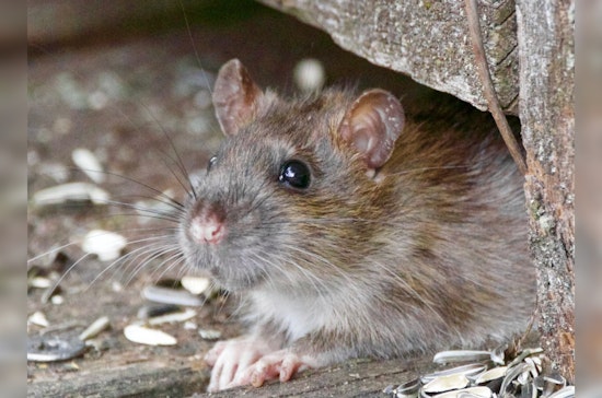Suspect with Pet Rats Arrested at Haymarket MBTA Station on Multiple Warrants