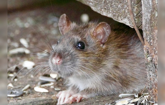 Suspect with Pet Rats Arrested at Haymarket MBTA Station on Multiple Warrants