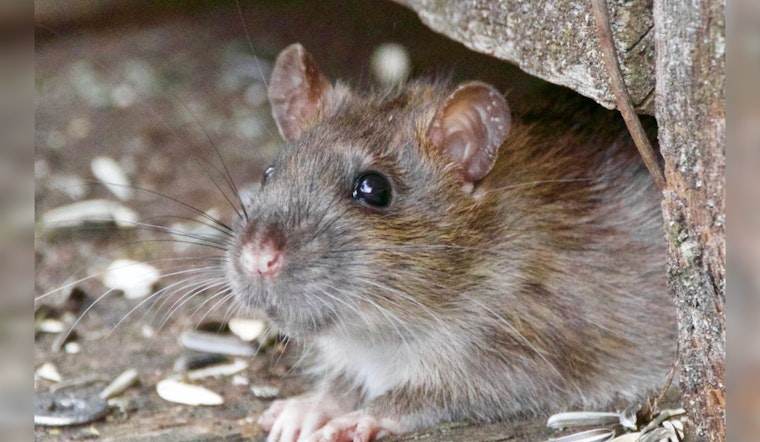 Suspect with Pet Rats Arrested at Haymarket MBTA Station on Multiple Warrants
