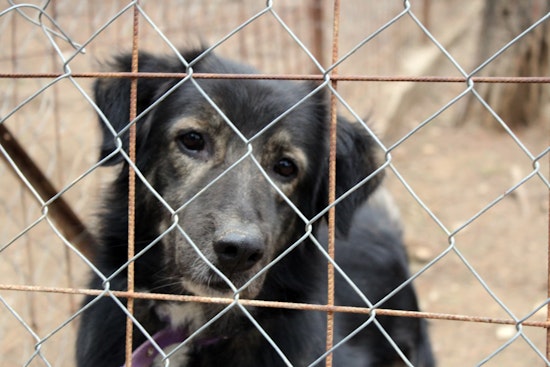 Texas and Arizona Dog Attack Survivors Champion Change Amid Rise in Maulings