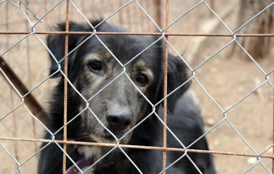Texas and Arizona Dog Attack Survivors Champion Change Amid Rise in Maulings
