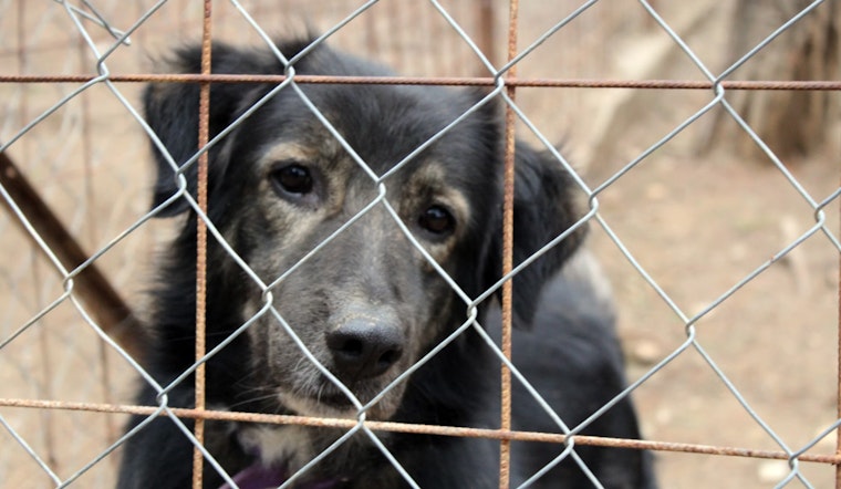 Texas and Arizona Dog Attack Survivors Champion Change Amid Rise in Maulings