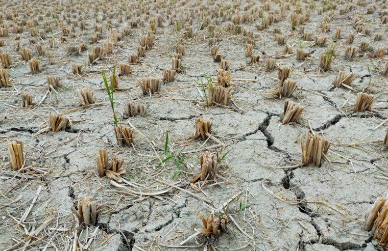 Texas Farmers Reinvent Practices Amid Climate Challenges