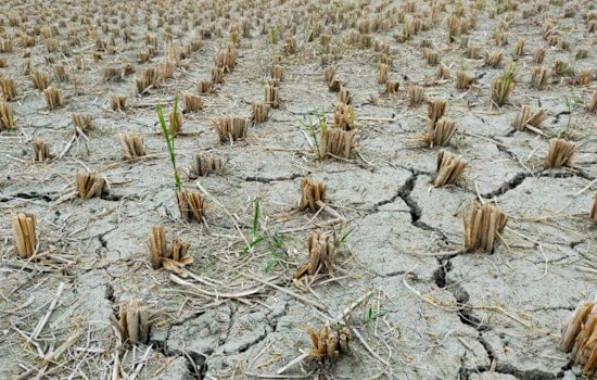 Texas Farmers Reinvent Practices Amid Climate Challenges