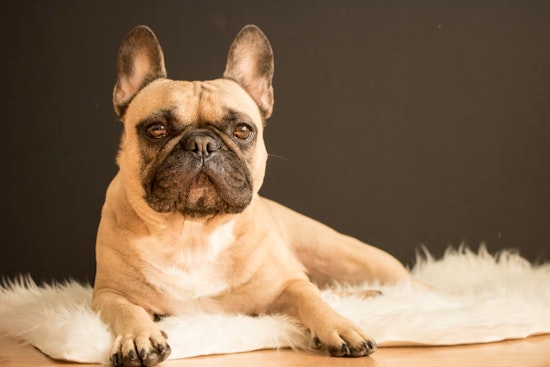 Texas Tail-Waggers: French Bulldog Dethrones Labrador as State's Top Dog Breed