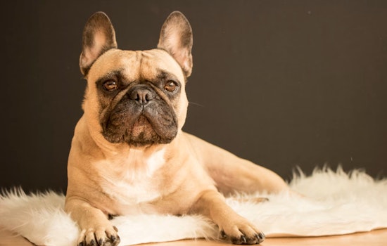 Texas Tail-Waggers: French Bulldog Dethrones Labrador as State's Top Dog Breed