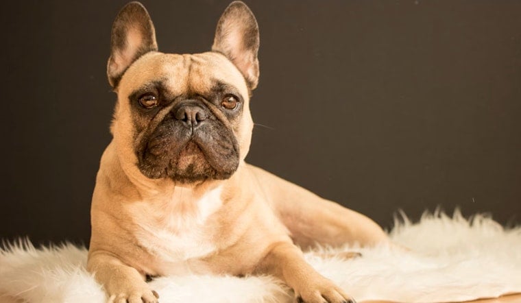 Texas Tail-Waggers: French Bulldog Dethrones Labrador as State's Top Dog Breed