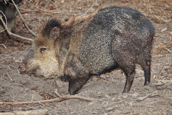Tucson Area Woman Bitten by Javelina, Recent Attacks Raise Concern Over Wildlife Conflicts