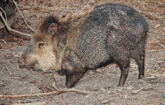 Tucson Area Woman Bitten by Javelina, Recent Attacks Raise Concern Over Wildlife Conflicts