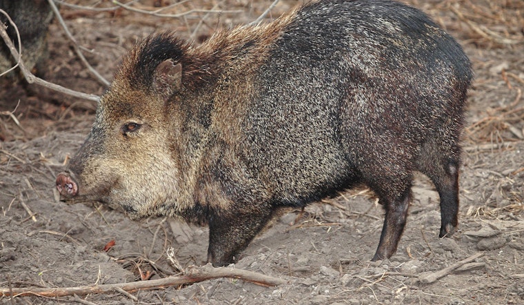 Tucson Area Woman Bitten by Javelina, Recent Attacks Raise Concern Over Wildlife Conflicts