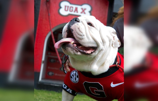 University of Georgia's Most Decorated Mascot, Uga X "Que," Passes Away in Savannah Home