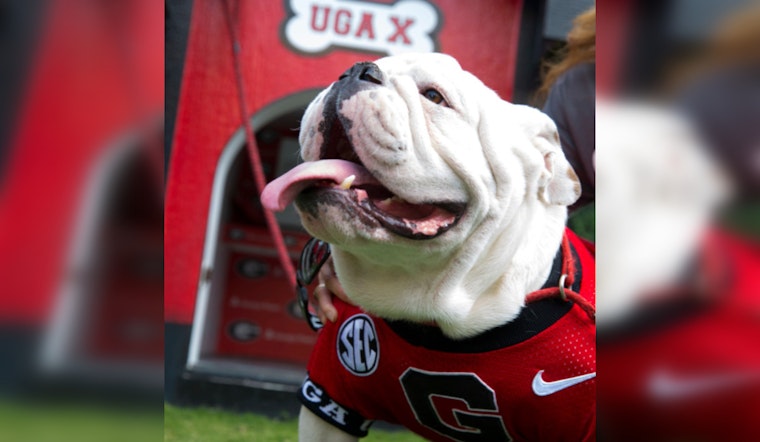 University of Georgia's Most Decorated Mascot, Uga X "Que," Passes Away in Savannah Home