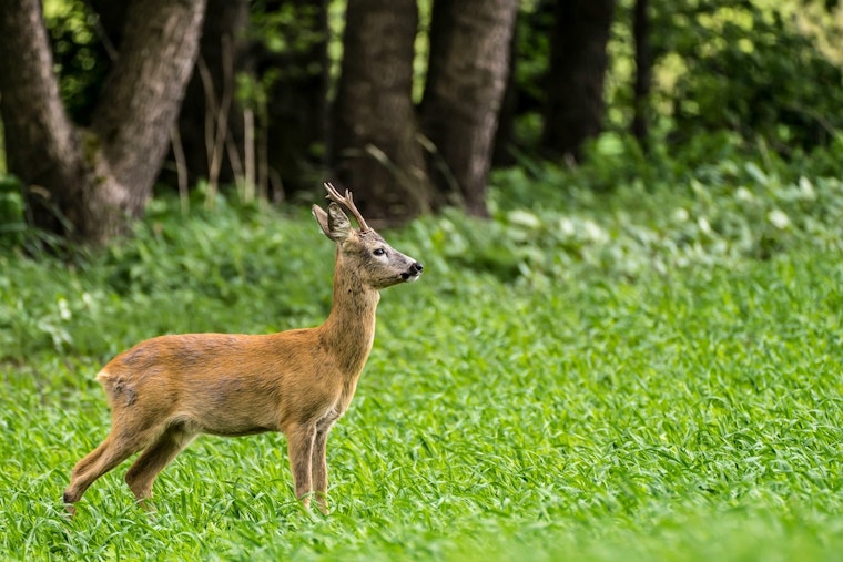 University of Minnesota Study Finds Local Habitat, Not Wolf Scent, Affects Deer Behavior at Bait Sites