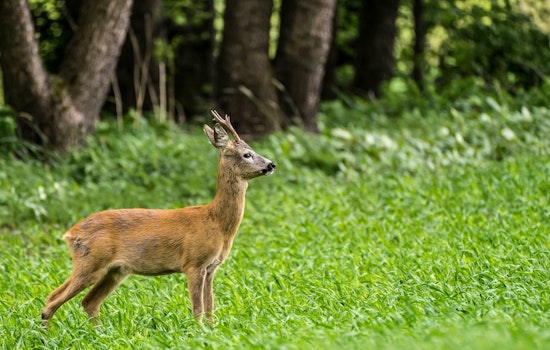 University of Minnesota Study Finds Local Habitat, Not Wolf Scent, Affects Deer Behavior at Bait Sites