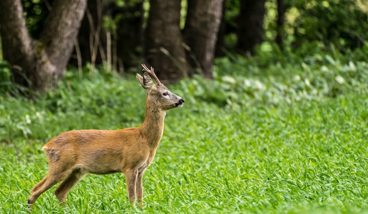 University of Minnesota Study Finds Local Habitat, Not Wolf Scent, Affects Deer Behavior at Bait Sites