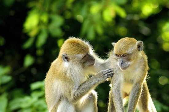 University of Texas Study Shakes Up Primate Hierarchy Beliefs, Suggests Female Empowerment in Evolution