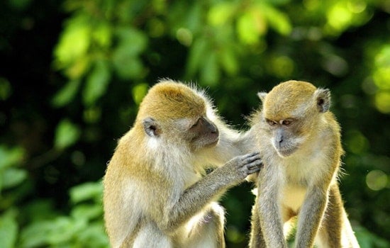 University of Texas Study Shakes Up Primate Hierarchy Beliefs, Suggests Female Empowerment in Evolution