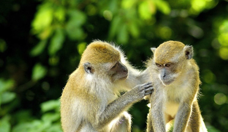 University of Texas Study Shakes Up Primate Hierarchy Beliefs, Suggests Female Empowerment in Evolution