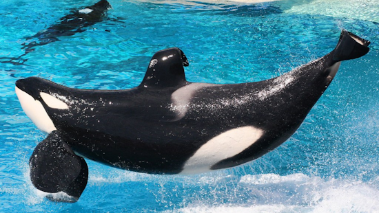 Unprecedented Killer Whale Sightings Off San Diego Coast Captivate Whale Watchers and Surfers Alike