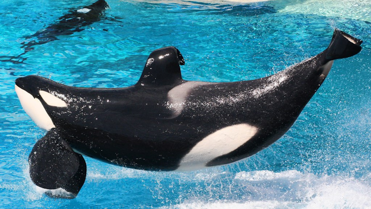 Unprecedented Killer Whale Sightings Off San Diego Coast Captivate Whale Watchers and Surfers Alike