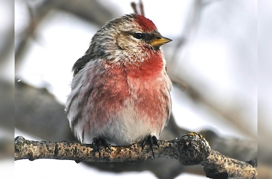 Washington County Hosts Guided Bird Hike at Lake Elmo Park Reserve on January 13