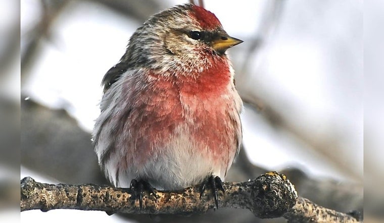 Washington County Hosts Guided Bird Hike at Lake Elmo Park Reserve on January 13