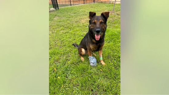 Weatherford's Brave K-9 Officer Jack Awarded Purple Heart for Line of Duty Valor