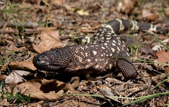 Zoo Atlanta Aids Guatemalan Beaded Lizard Conservation, Embarks on Species-Replenishing Mission