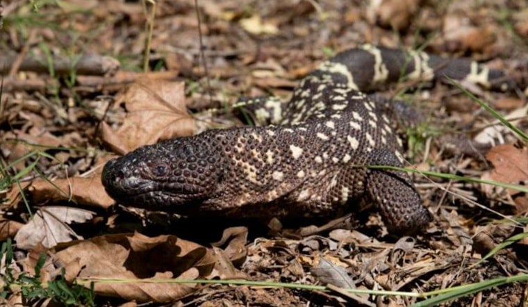 Zoo Atlanta Aids Guatemalan Beaded Lizard Conservation, Embarks on Species-Replenishing Mission