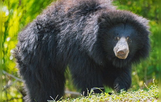 Zoo Miami Celebrates Birth of Vulnerable Sloth Bear Cubs in Conservation Milestone