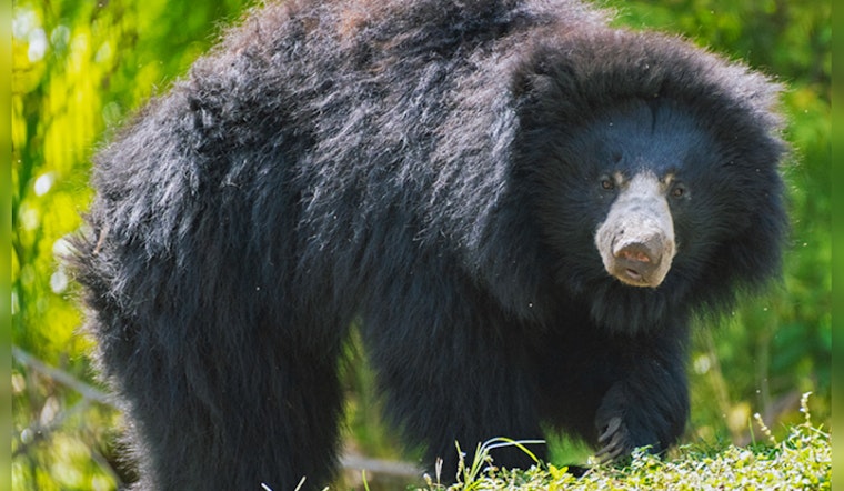 Zoo Miami Celebrates Birth of Vulnerable Sloth Bear Cubs in Conservation Milestone
