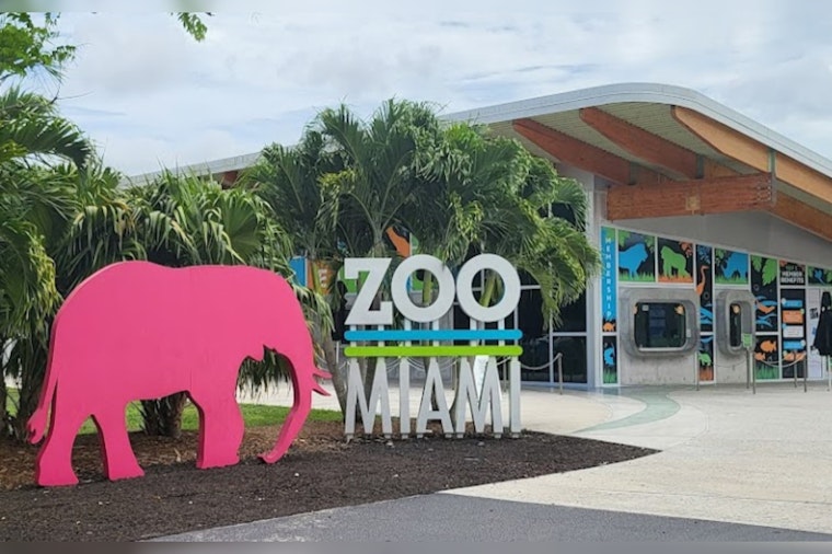 Zoo Miami Celebrates First Ever Birth of Endangered Babirusa, a Rare and Peculiar Pig Deer Specie