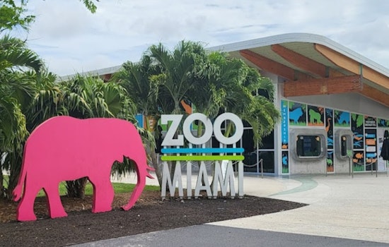 Zoo Miami Celebrates First Ever Birth of Endangered Babirusa, a Rare and Peculiar Pig Deer Specie