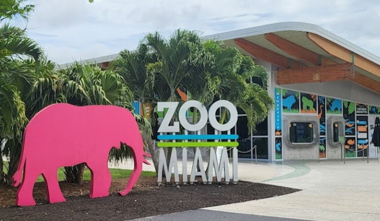 Zoo Miami Celebrates First Ever Birth of Endangered Babirusa, a Rare and Peculiar Pig Deer Specie