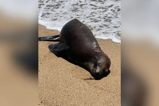 $20K Reward Offered in Search for Suspect After Sea Lion Shot and Killed in Orange County