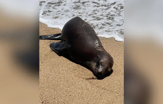 $20K Reward Offered in Search for Suspect After Sea Lion Shot and Killed in Orange County