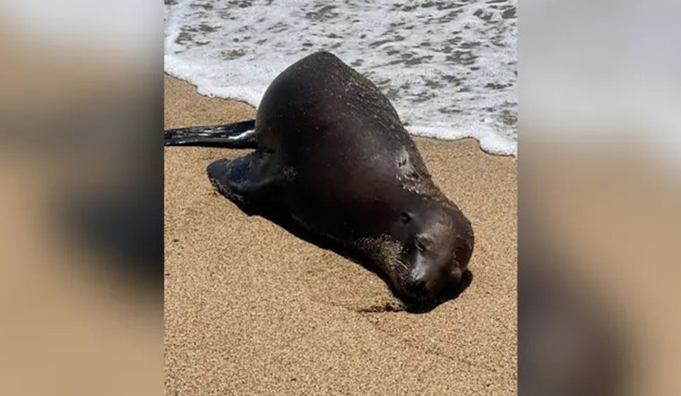 $20K Reward Offered in Search for Suspect After Sea Lion Shot and Killed in Orange County