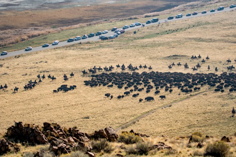 300 Riders Saddle Up for the 36th Annual Great Bison Roundup at Antelope Island State Park