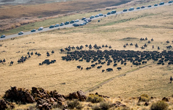 300 Riders Saddle Up for the 36th Annual Great Bison Roundup at Antelope Island State Park