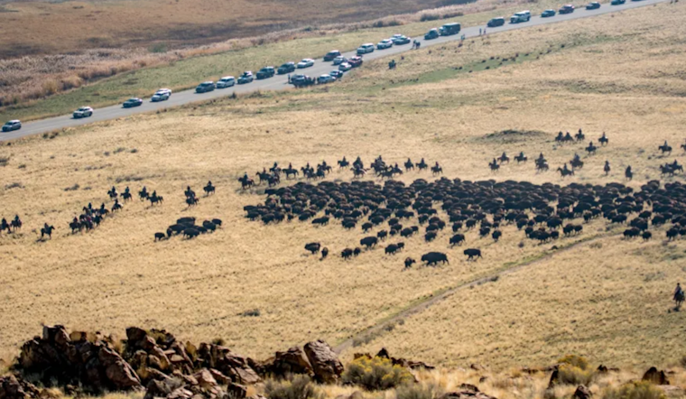 300 Riders Saddle Up for the 36th Annual Great Bison Roundup at Antelope Island State Park