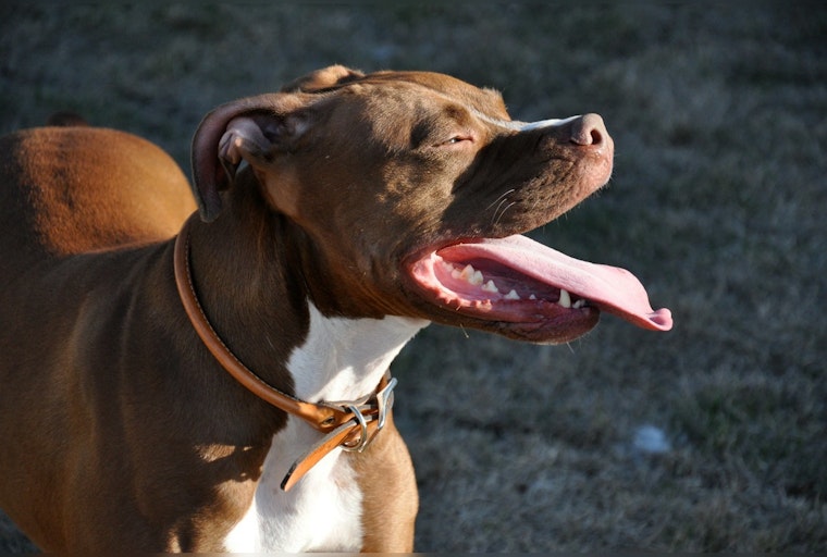 77-Year-Old Los Angeles Man Severely Injured in Attack by Three Pit Bulls, Owner Faces Potential Legal Action