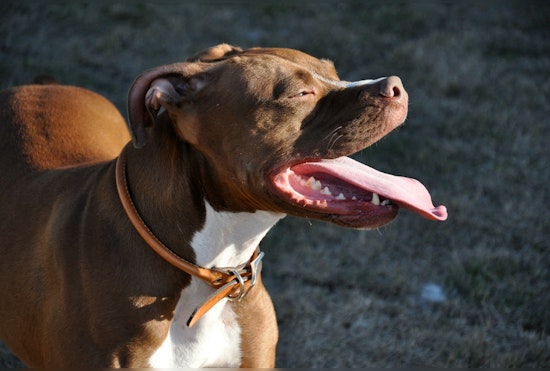 77-Year-Old Los Angeles Man Severely Injured in Attack by Three Pit Bulls, Owner Faces Potential Legal Action