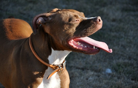 77-Year-Old Los Angeles Man Severely Injured in Attack by Three Pit Bulls, Owner Faces Potential Legal Action