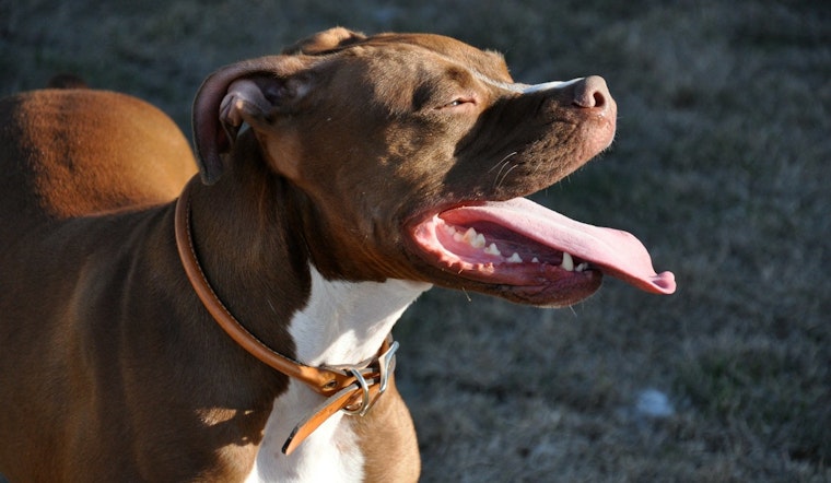 77-Year-Old Los Angeles Man Severely Injured in Attack by Three Pit Bulls, Owner Faces Potential Legal Action
