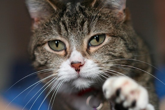 82 Cats Displaced by Hurricane Helene Find Refuge in South Florida through Saving Sage Animal Rescue Efforts