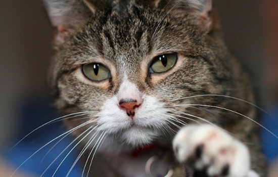 82 Cats Displaced by Hurricane Helene Find Refuge in South Florida through Saving Sage Animal Rescue Efforts