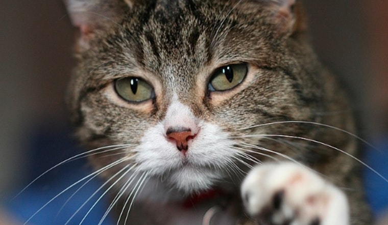 82 Cats Displaced by Hurricane Helene Find Refuge in South Florida through Saving Sage Animal Rescue Efforts