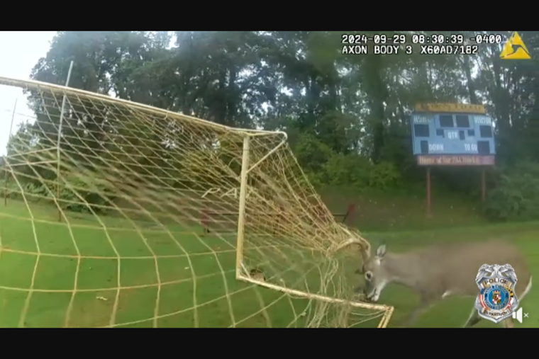 Annapolis Officer's Quick Thinking Saves Deer Caught in Soccer Net at Peninsula Park